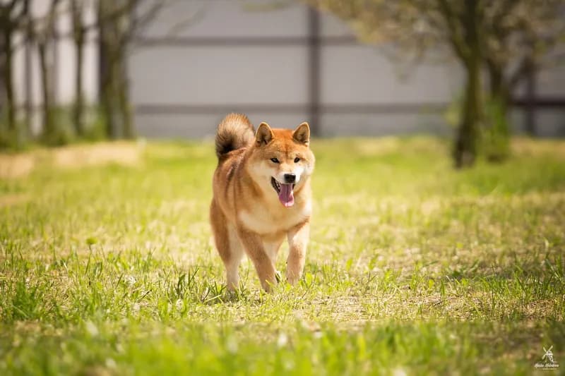 TOYOKHARA SHIBA PEARL OF LOVE