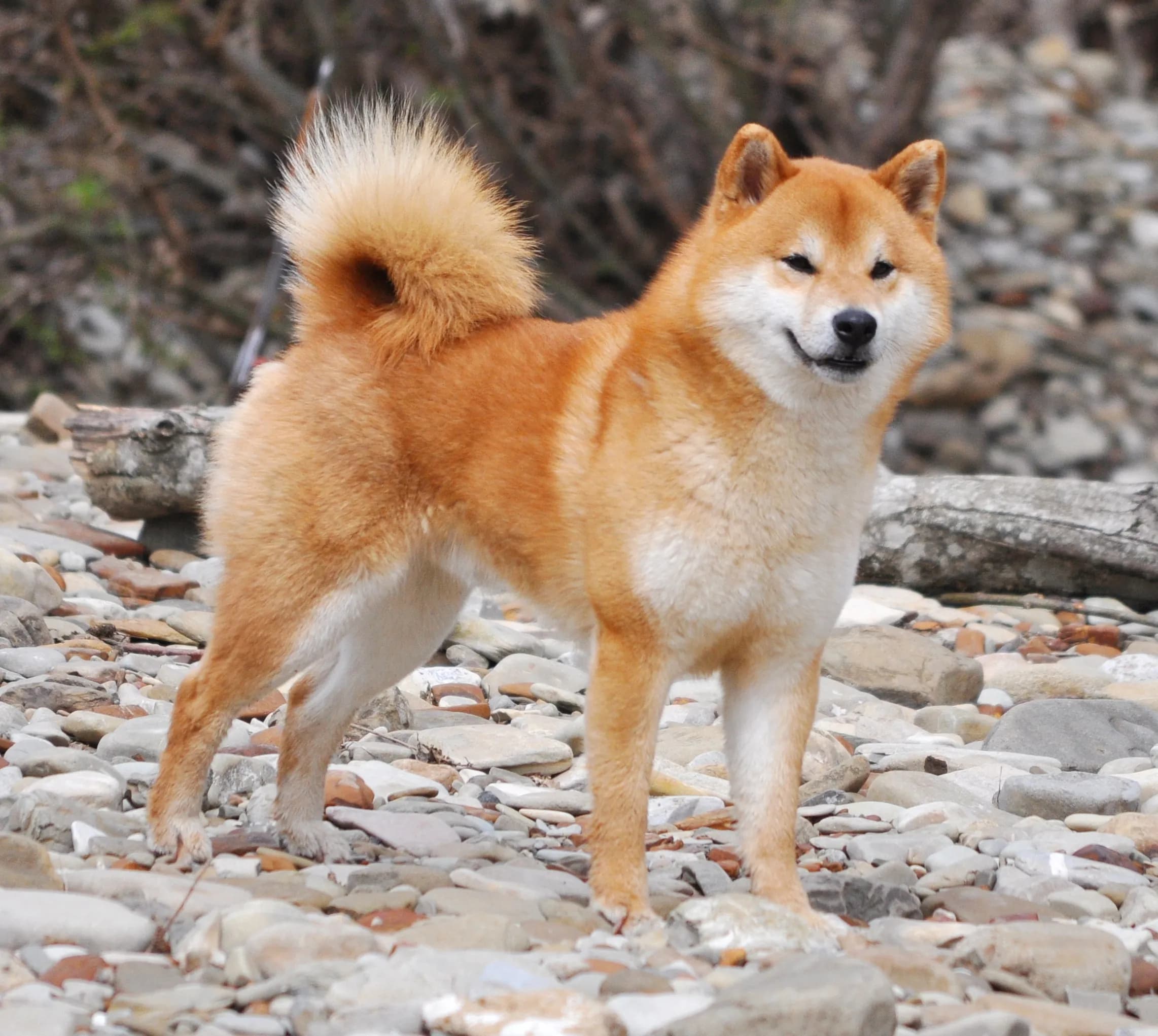 TERRA ASTREYA NARUTO MOTOMARU