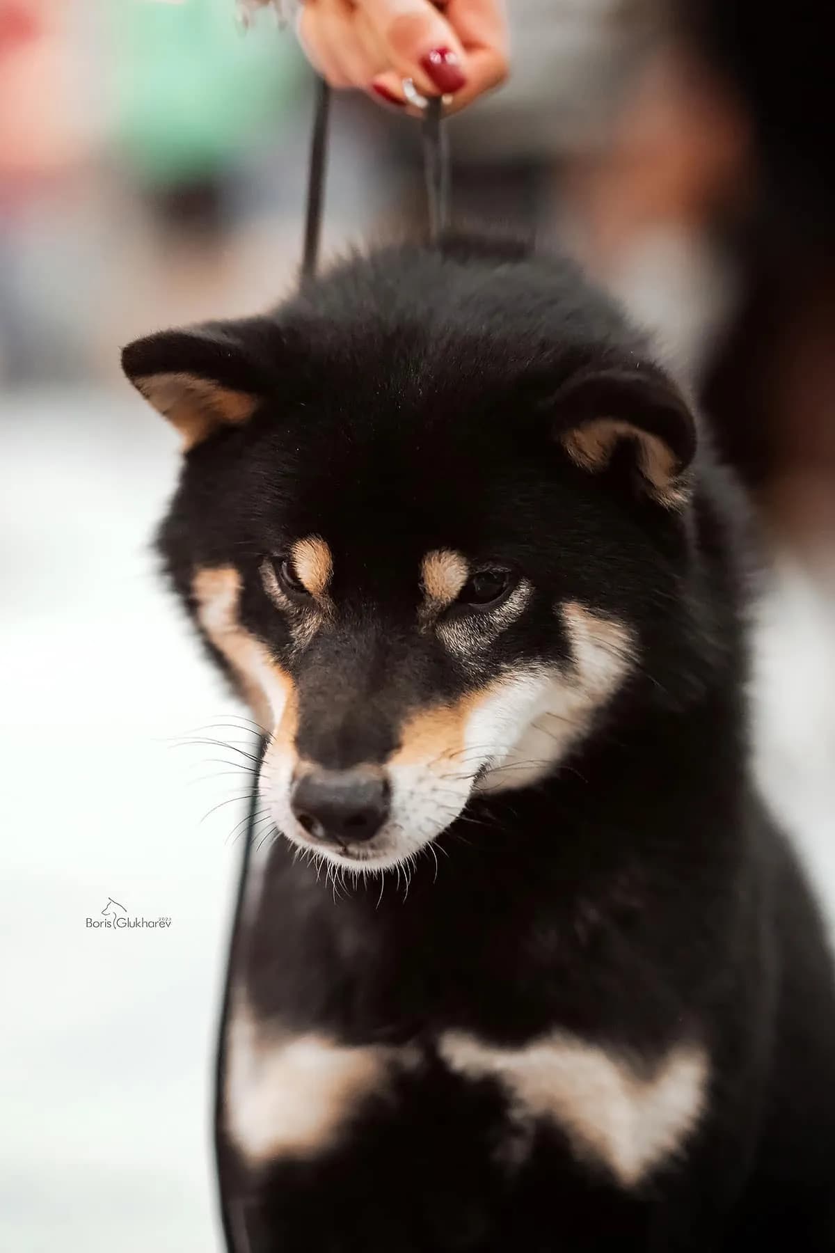 TERRA ASTREYA AOI KUROTENRIKI