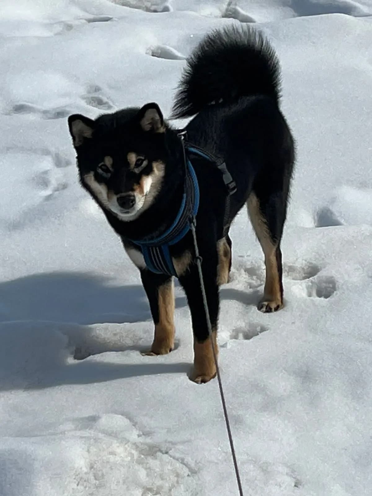 TERRA ASTREYA ASO NO AKIHO