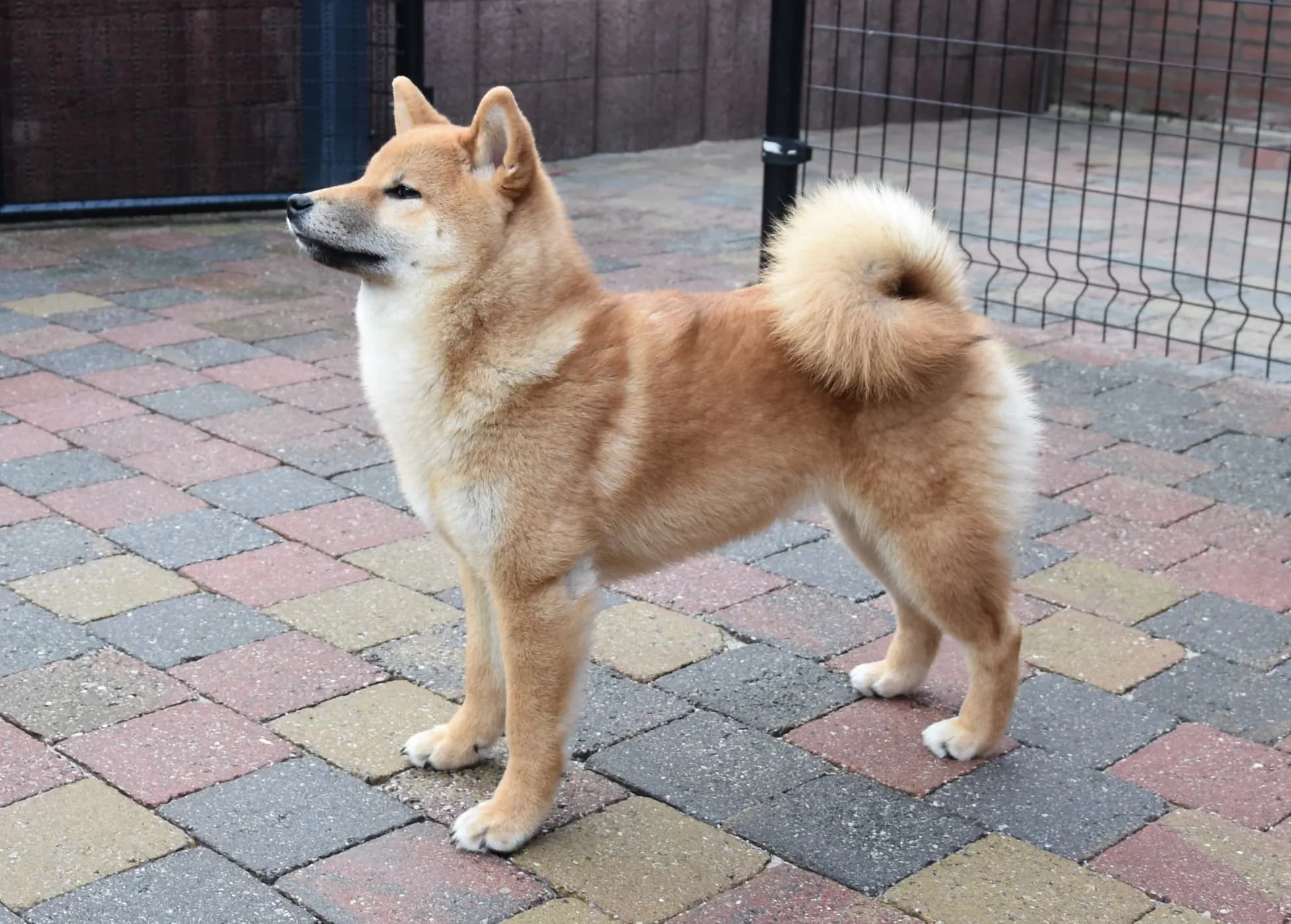 TERRA ASTREYA KUMIKOSAYURI