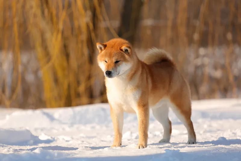 TERRA ASTREYA RYUUGENMARU - фон