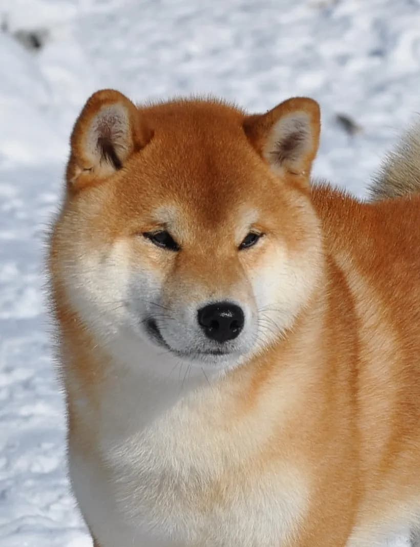 TERRA ASTREYA AKIRA ICHIRO