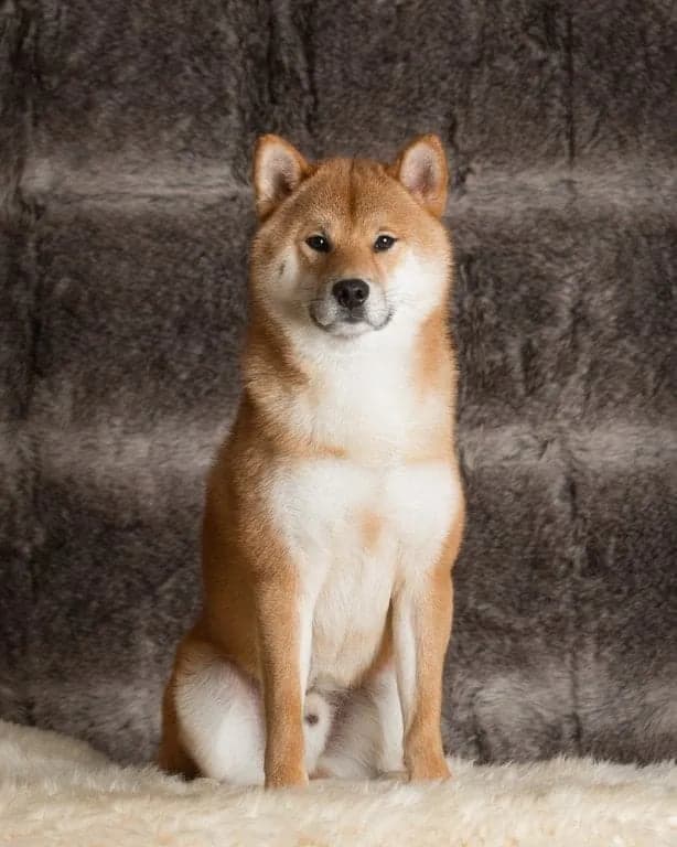 TERRA ASTREYA RAI TERUMITSU