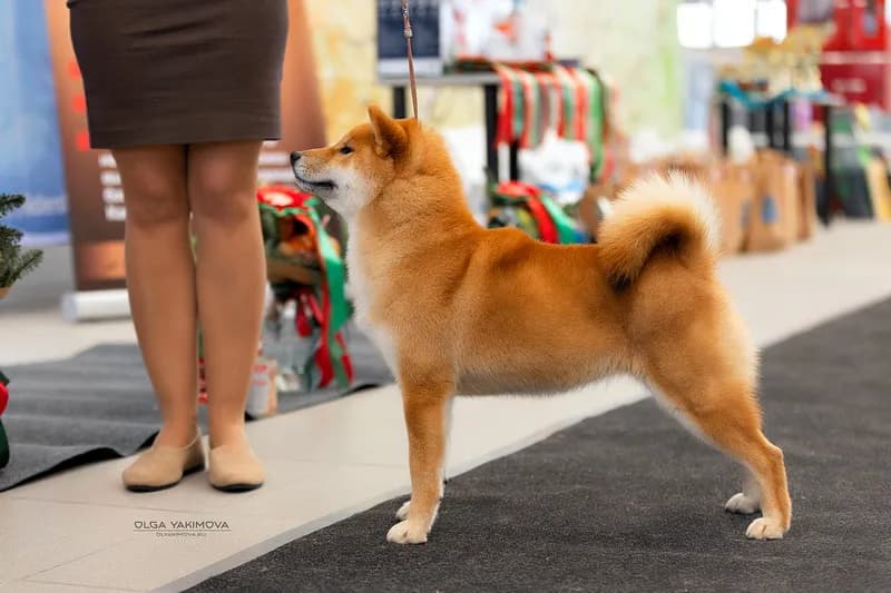 TERRA ASTREYA RINKA SUZUHANA