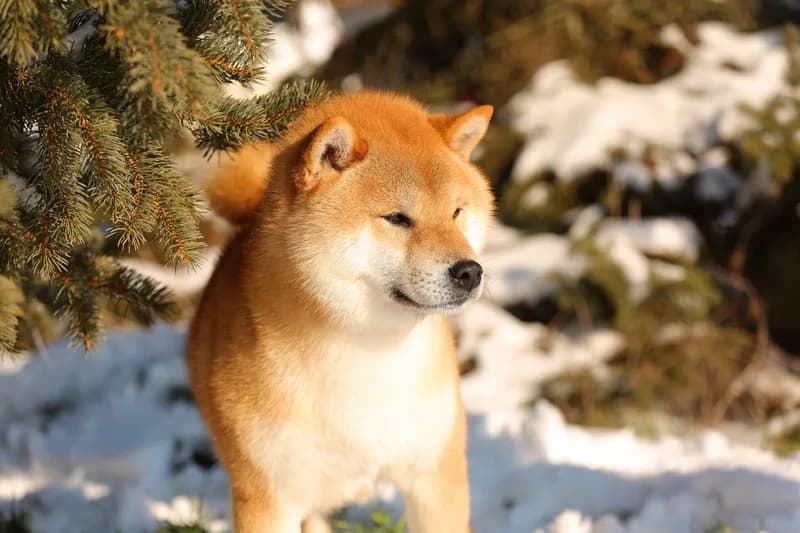 TERRA ASTREYA RYUUGENMARU