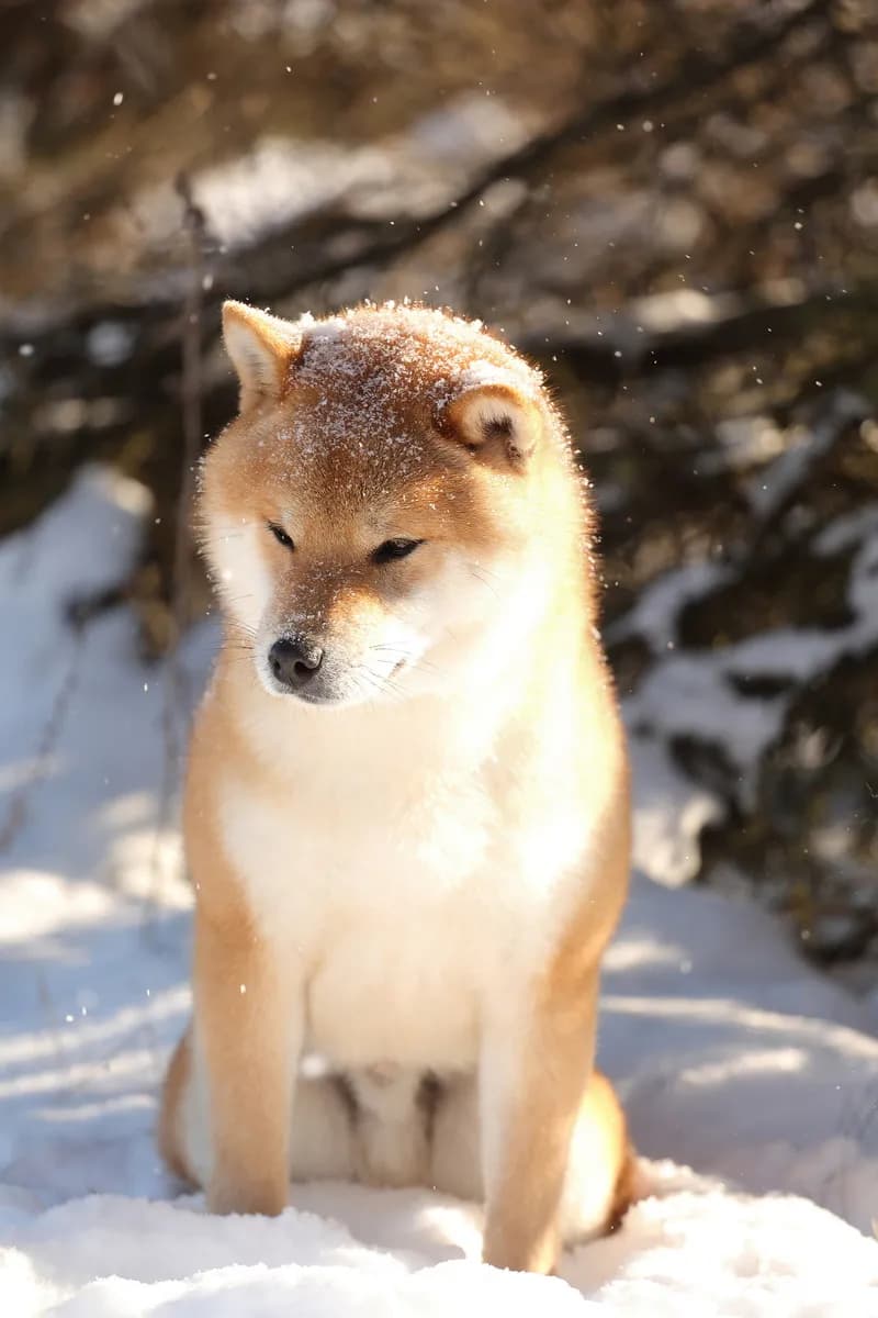 TERRA ASTREYA RYUUGENMARU