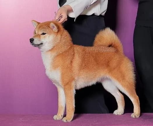 TERRA ASTREYA JESSIKA NUR