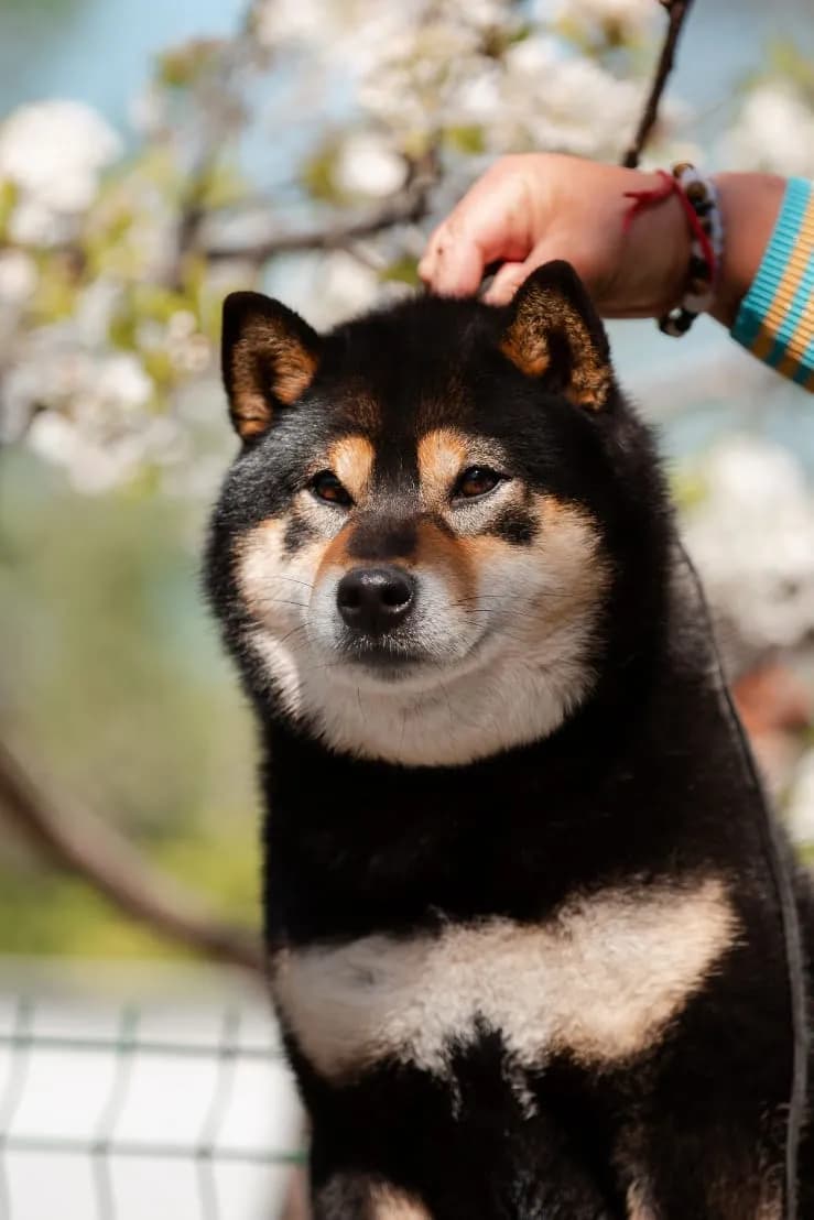 TERRA ASTREYA SHUUREI HOLLI BOB