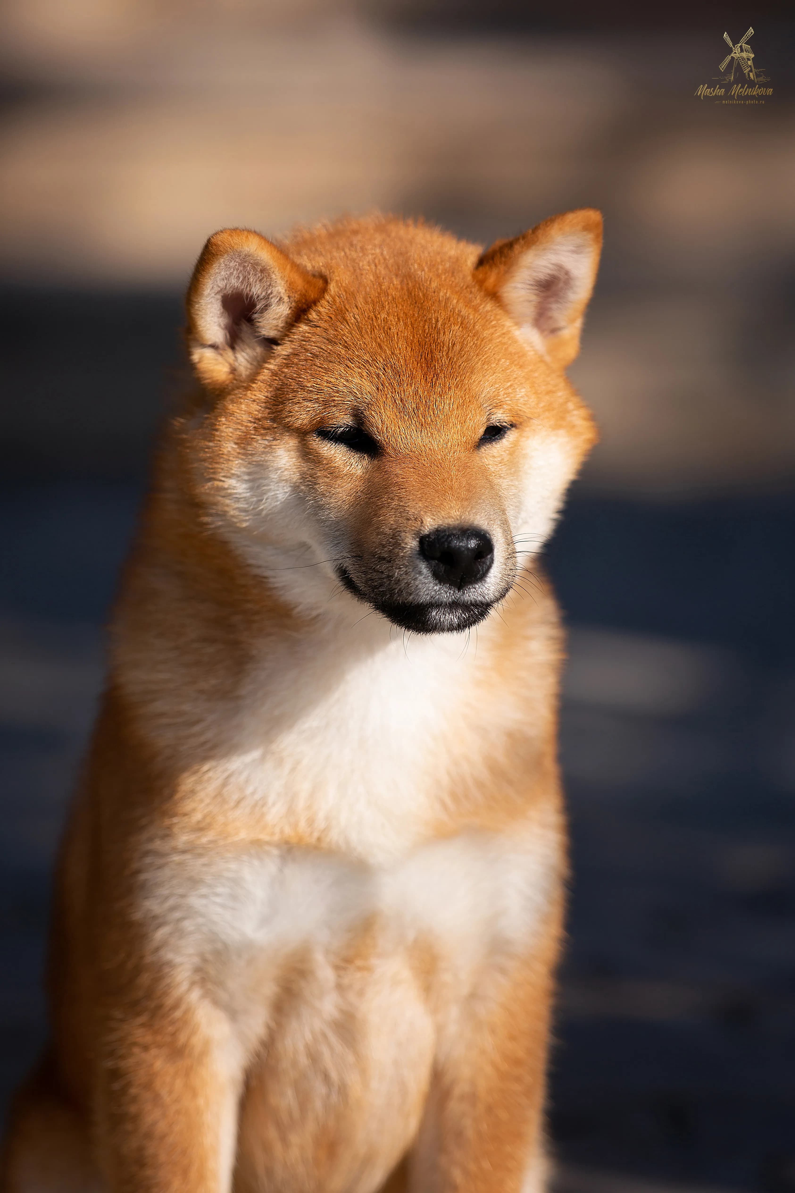 TERRA ASTREYA DILAN RAI - фон